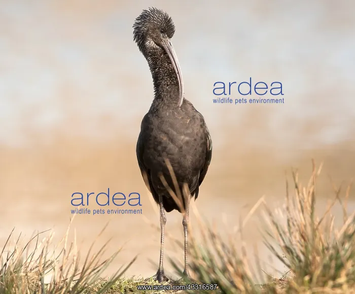 : Glossy Ibis : Glossy Ibis