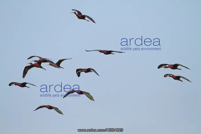: Glossy Ibis : Glossy Ibis