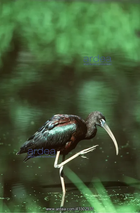 : GLOSSY IBIS - adult, wading, one leg up : GLOSSY IBIS - adult, wading, one leg up