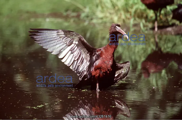 : GLOSSY IBIS - adult, with one wing out : GLOSSY IBIS - adult, with one wing out