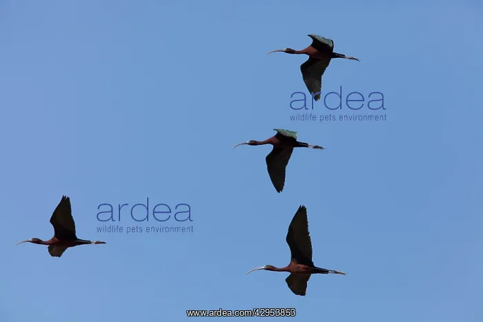 : Glossy Ibis - four adults in flight : Glossy Ibis - four adults in flight