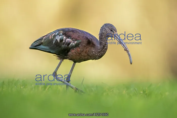 : Glossy Ibis - Cornwall - UK : Glossy Ibis - Cornwall - UK