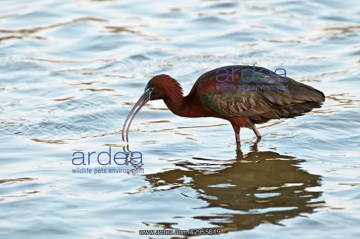: Glossy Ibis - feeding in shallow water : Glossy Ibis - feeding in shallow water