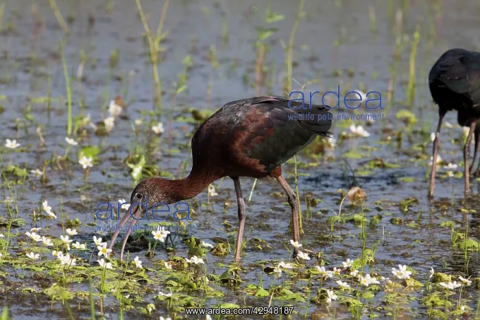 : Glossy Ibis feeding in shallow wetland : Glossy Ibis feeding in shallow wetland