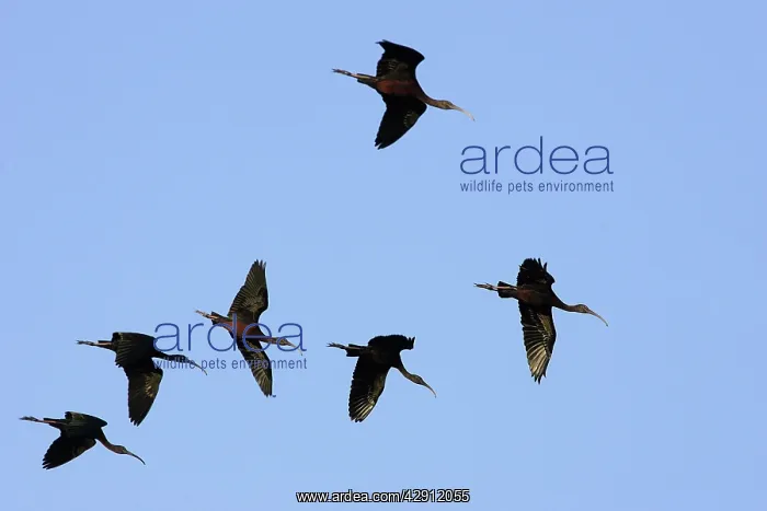 : Glossy Ibis - in flight : Glossy Ibis - in flight