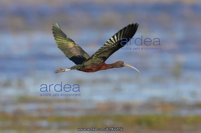 : Glossy Ibis - in flight : Glossy Ibis - in flight