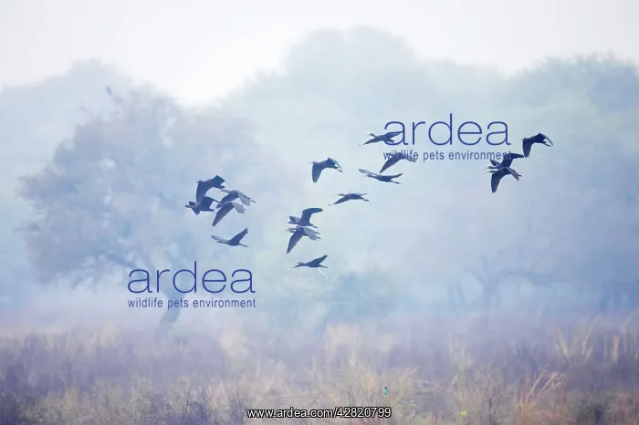 : Glossy Ibis - flock in flight : Glossy Ibis - flock in flight