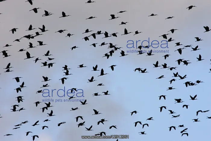: Glossy Ibis - flock in flight : Glossy Ibis - flock in flight