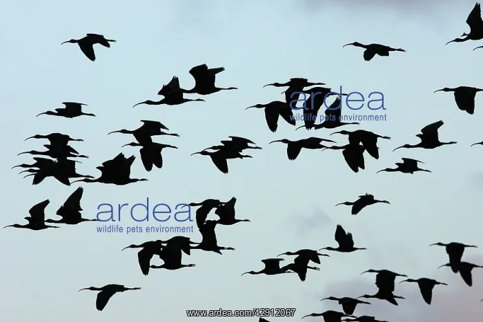 : Glossy Ibis - flock in flight : Glossy Ibis - flock in flight