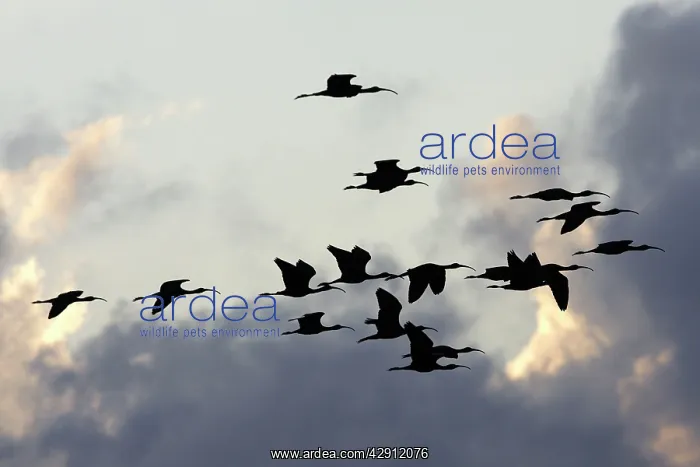 : Glossy Ibis - flock in flight : Glossy Ibis - flock in flight