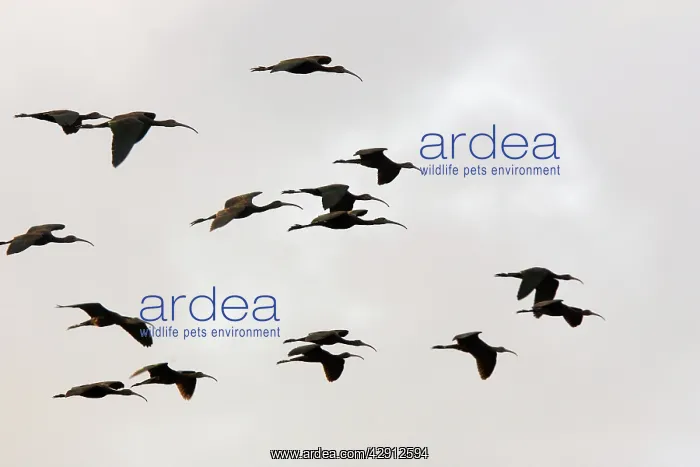 : Glossy Ibis - flock in flight : Glossy Ibis - flock in flight