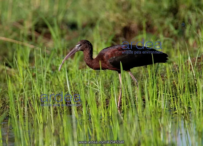 : Glossy Ibis - at a flooded grassy area : Glossy Ibis - at a flooded grassy area