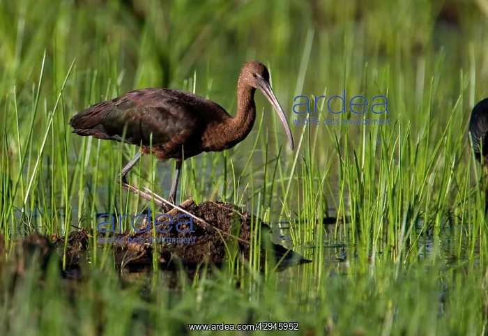: Glossy Ibis - at a flooded grassy area : Glossy Ibis - at a flooded grassy area