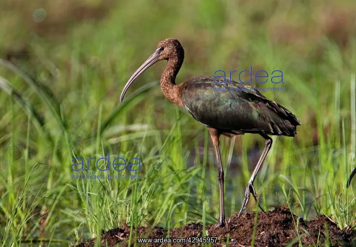 : Glossy Ibis - at a flooded grassy area : Glossy Ibis - at a flooded grassy area