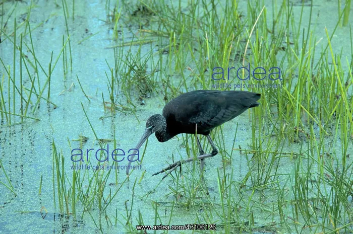 : Glossy Ibis, Florida : Glossy Ibis, Florida