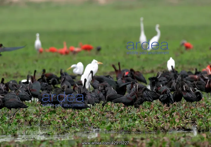: Glossy Ibis - group : Glossy Ibis - group