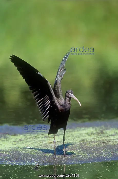 : Glossy Ibis - juvenile displaying : Glossy Ibis - juvenile displaying
