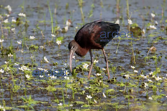 : Glossy Ibis with leaf in beak : Glossy Ibis with leaf in beak