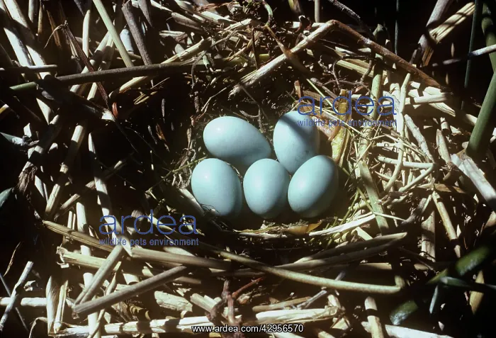 : Glossy Ibis - nest of eggs : Glossy Ibis - nest of eggs