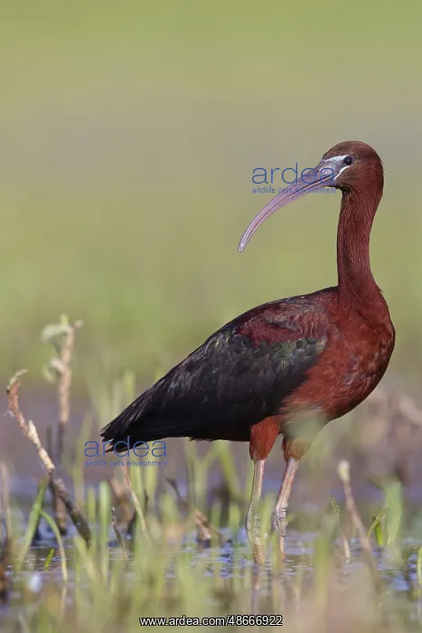  : Glossy ibis (Plegadis falcinellus), Floating Hide fixed