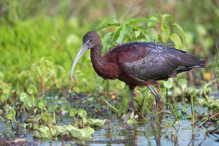 : Glossy Ibis, Plegadis falcinellus feeding. A dark wading bir : Glossy Ibis, Plegadis falcinellus feeding. A dark wading bir