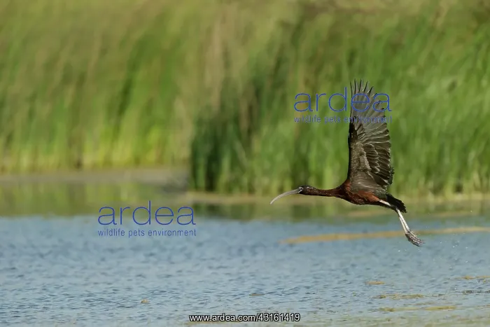 : Glossy Ibis (Plegadis Falcinellus) flying : Glossy Ibis (Plegadis Falcinellus) flying