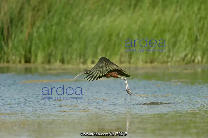 : Glossy Ibis (Plegadis Falcinellus) flying : Glossy Ibis (Plegadis Falcinellus) flying