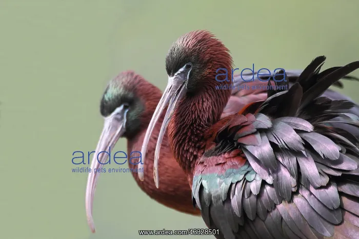 : Glossy Ibis (Plegadis falcinellus) portrait, Danube : Glossy Ibis (Plegadis falcinellus) portrait, Danube