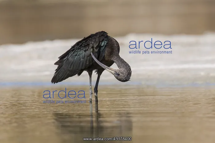 : Glossy Ibis (Plegadis falcinellus) preening : Glossy Ibis (Plegadis falcinellus) preening