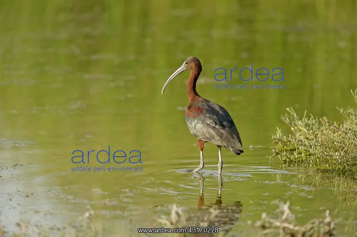 : Glossy Ibis (Plegadis Falcinellus) resting : Glossy Ibis (Plegadis Falcinellus) resting