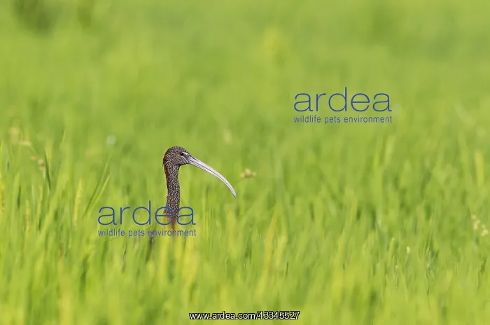 : Glossy Ibis (Plegadis falcinellus). In a rice field : Glossy Ibis (Plegadis falcinellus). In a rice field