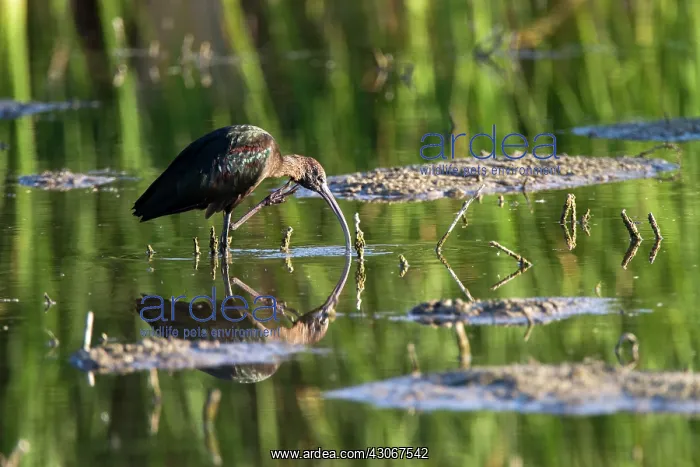 : Glossy ibis (Plegadis falcinellus), Tablas Daimiel : Glossy ibis (Plegadis falcinellus), Tablas Daimiel