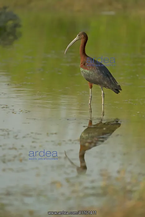 : Glossy Ibis (Plegadis Falcinellus) watching : Glossy Ibis (Plegadis Falcinellus) watching