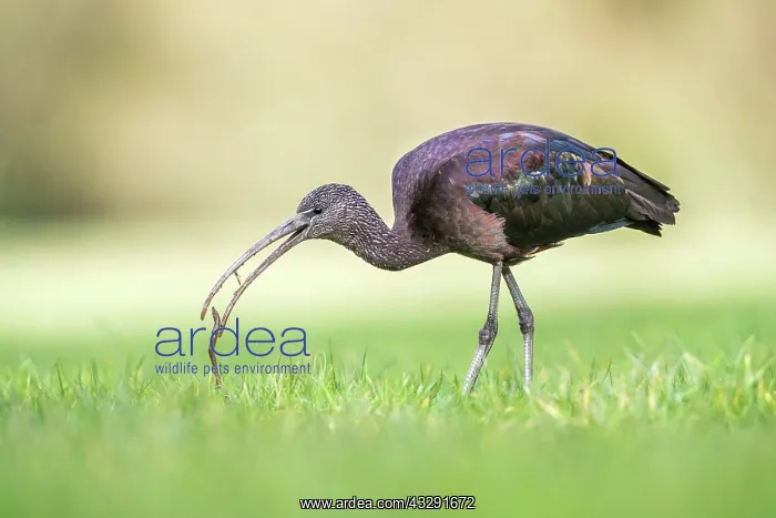 : Glossy Ibis - Pulling a Worm - Cornwall - UK : Glossy Ibis - Pulling a Worm - Cornwall - UK
