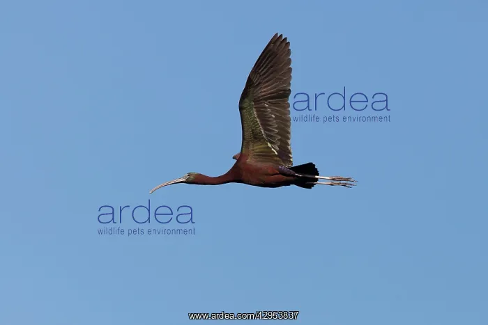 : Glossy Ibis - single adult in flight : Glossy Ibis - single adult in flight