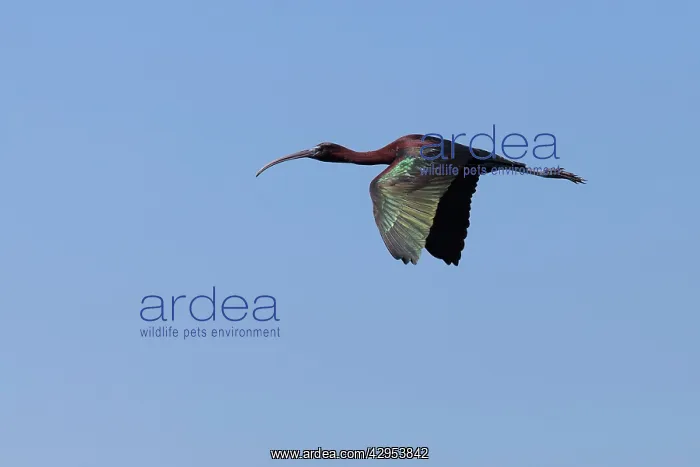 : Glossy Ibis - single adult in flight : Glossy Ibis - single adult in flight
