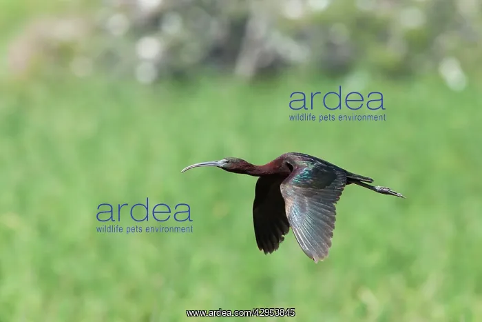 : Glossy Ibis - single adult in flight : Glossy Ibis - single adult in flight