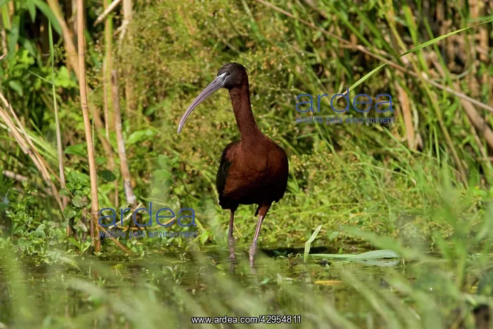 : Glossy Ibis - standing amongst vegitation on the waters edge : Glossy Ibis - standing amongst vegitation on the waters edge