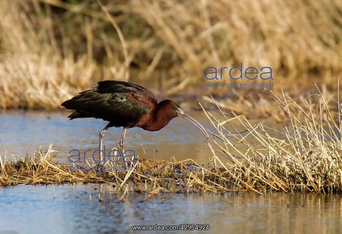 : Glossy Ibis - standing amongst vegitation on the waters edge : Glossy Ibis - standing amongst vegitation on the waters edge