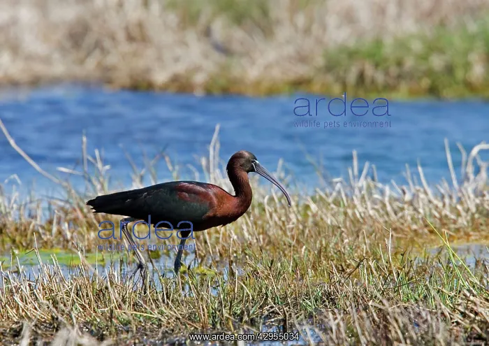  : Glossy Ibis - standing amongst vegitation on the waters edge