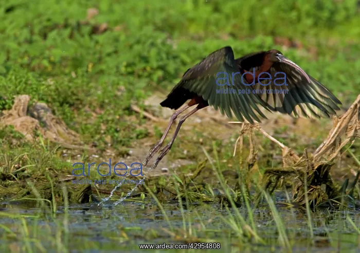 : Glossy Ibis - taking off from waters edge : Glossy Ibis - taking off from waters edge
