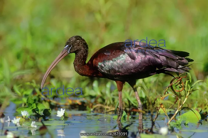 : GLOSSY IBIS - wading, side-on : GLOSSY IBIS - wading, side-on