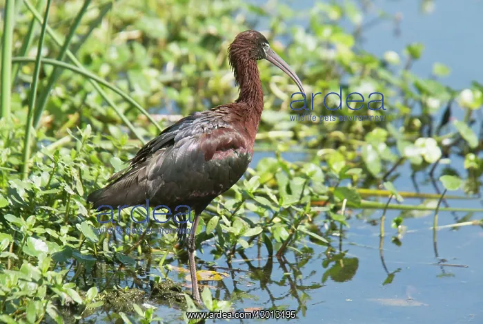 : Glossy Ibis Wakodahatchee Wetlands, Palm Beach, Florida, USA : Glossy Ibis Wakodahatchee Wetlands, Palm Beach, Florida, USA