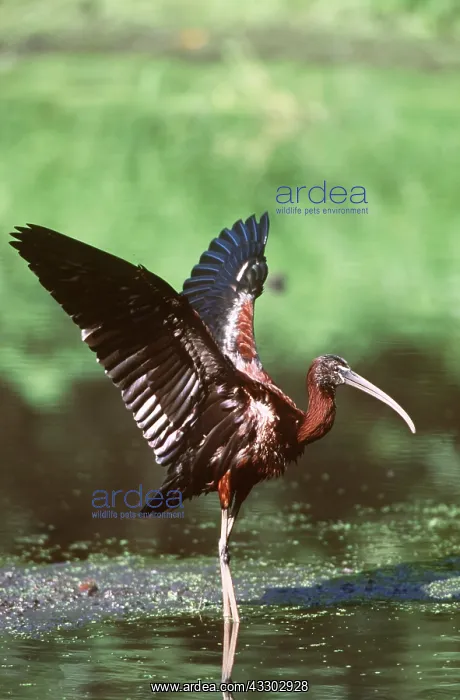 : GLOSSY IBIS - wings out : GLOSSY IBIS - wings out