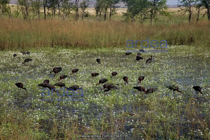 : Glossy Ibises feeding in a shallow wetland : Glossy Ibises feeding in a shallow wetland