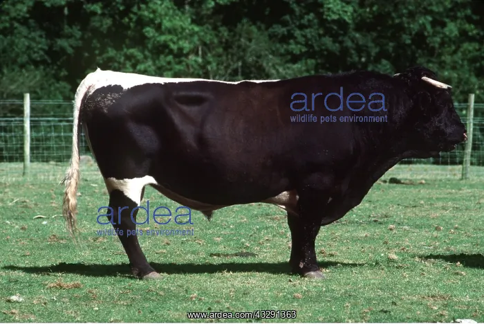 : GLOUCESTER CATTLE - BULL : GLOUCESTER CATTLE - BULL
