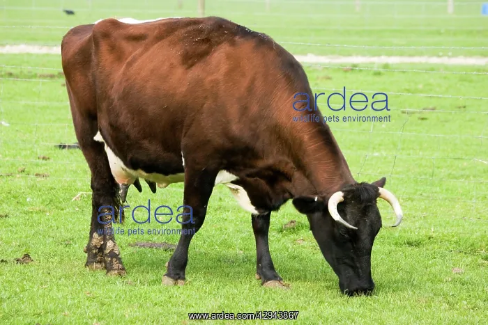 : Gloucester Cattle - cow grazing : Gloucester Cattle - cow grazing