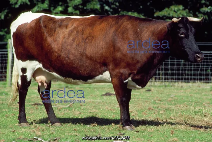 : Gloucester Cattle - female cow - rare ancient breed : Gloucester Cattle - female cow - rare ancient breed
