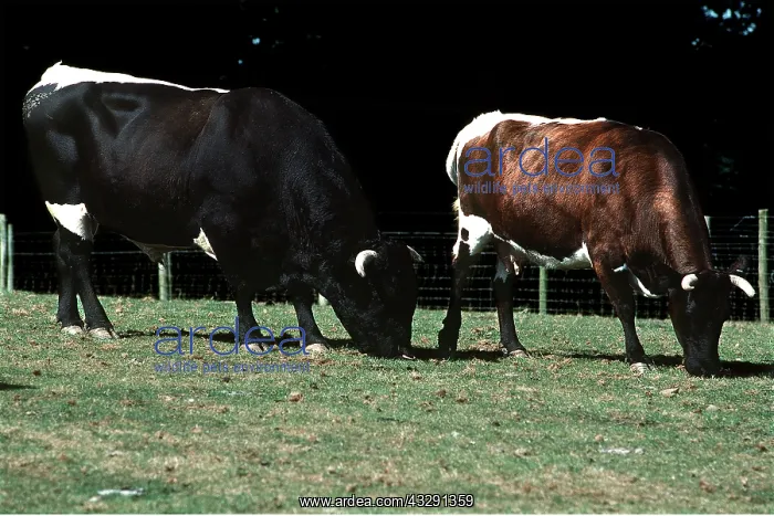 : Gloucester Cattle - Male & Female : Gloucester Cattle - Male & Female