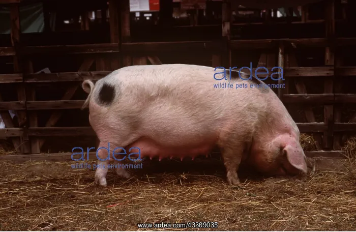 : Gloucester Old Spot PIG : Gloucester Old Spot PIG